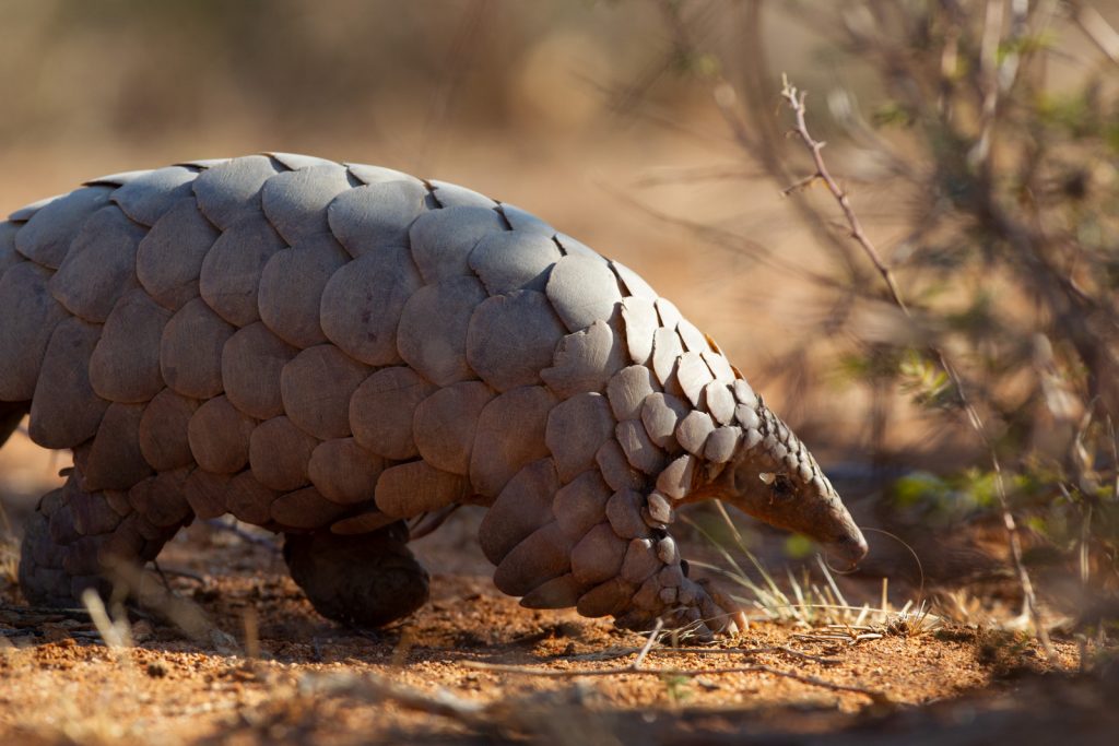 Uganda fights to stop pangolin poaching