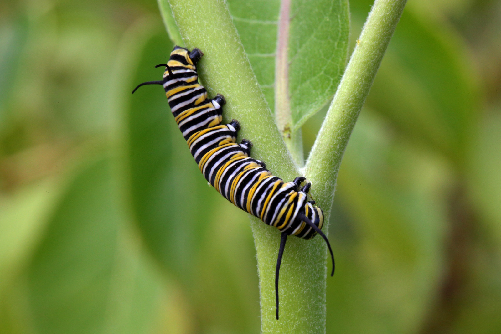South African entrepreneur seeks to turn caterpillars into tasty snacks The Mail & Guardian