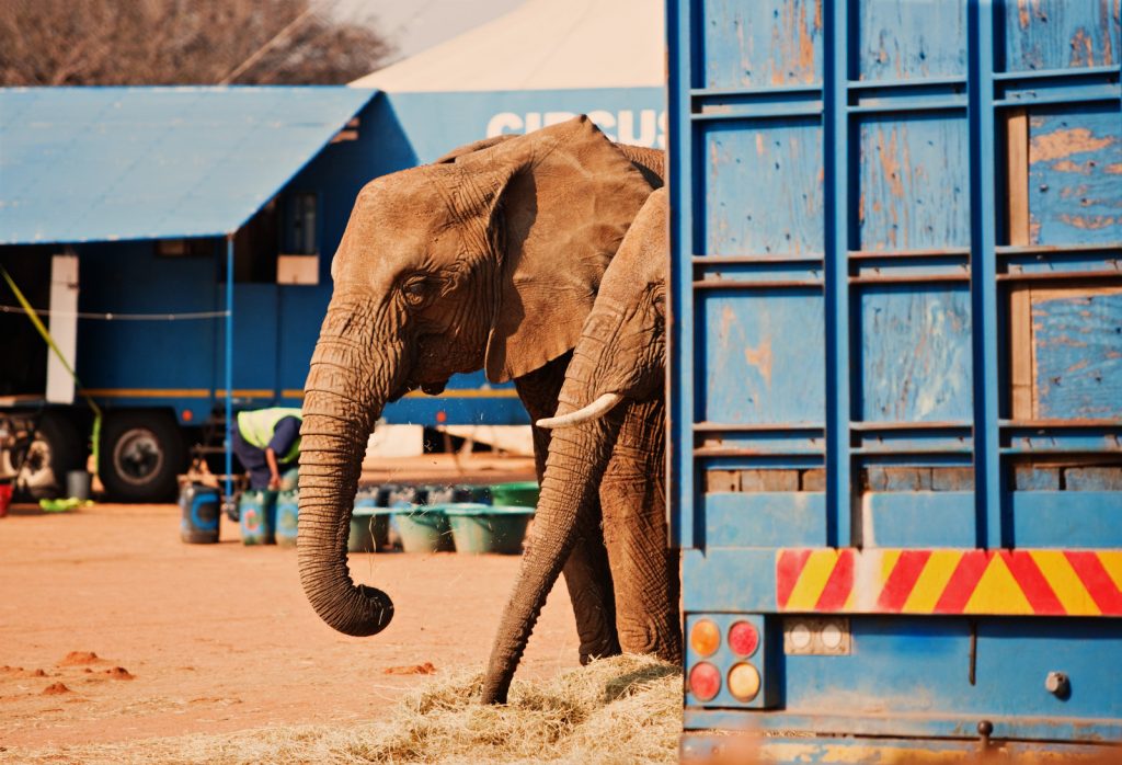 Giant transport project to shift 2 600 animals across Zimbabwe