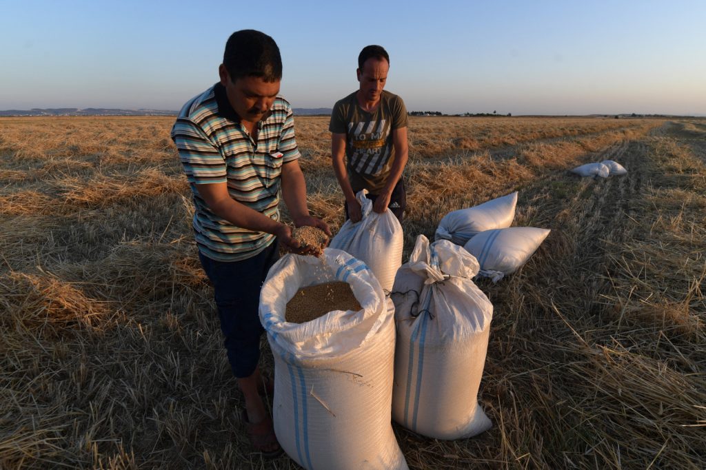 Tunisia struggles to grow more wheat as Ukraine war bites