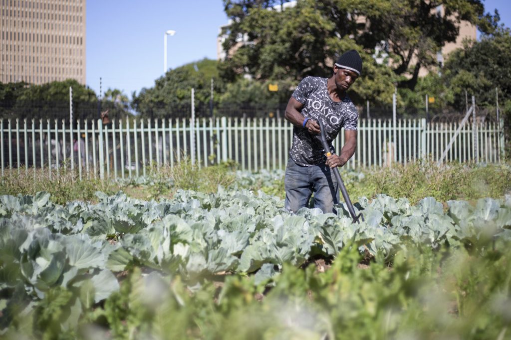 Uncertain future for Durban’s homeless farmers