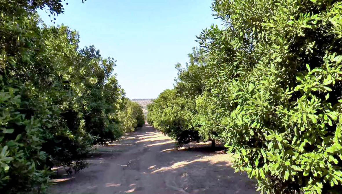 World going nuts for Eswatini farm’s macadamias The Mail & Guardian