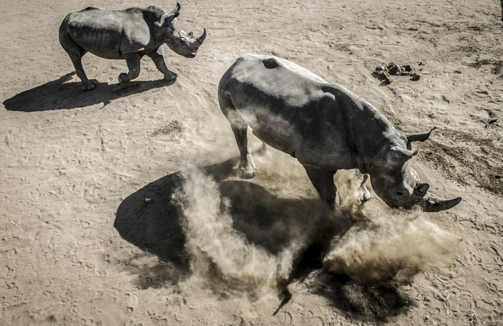 Rhino0000243860