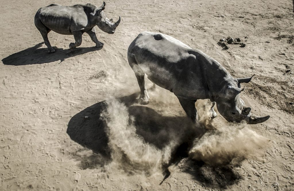 Professor unapologetic about injecting radioactive material to deter rhino horn trade