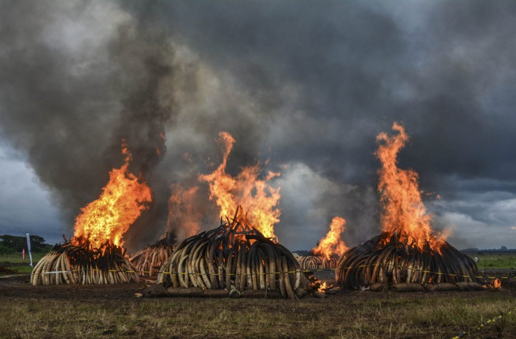 What to expect from this year’s wildlife conference in Panama