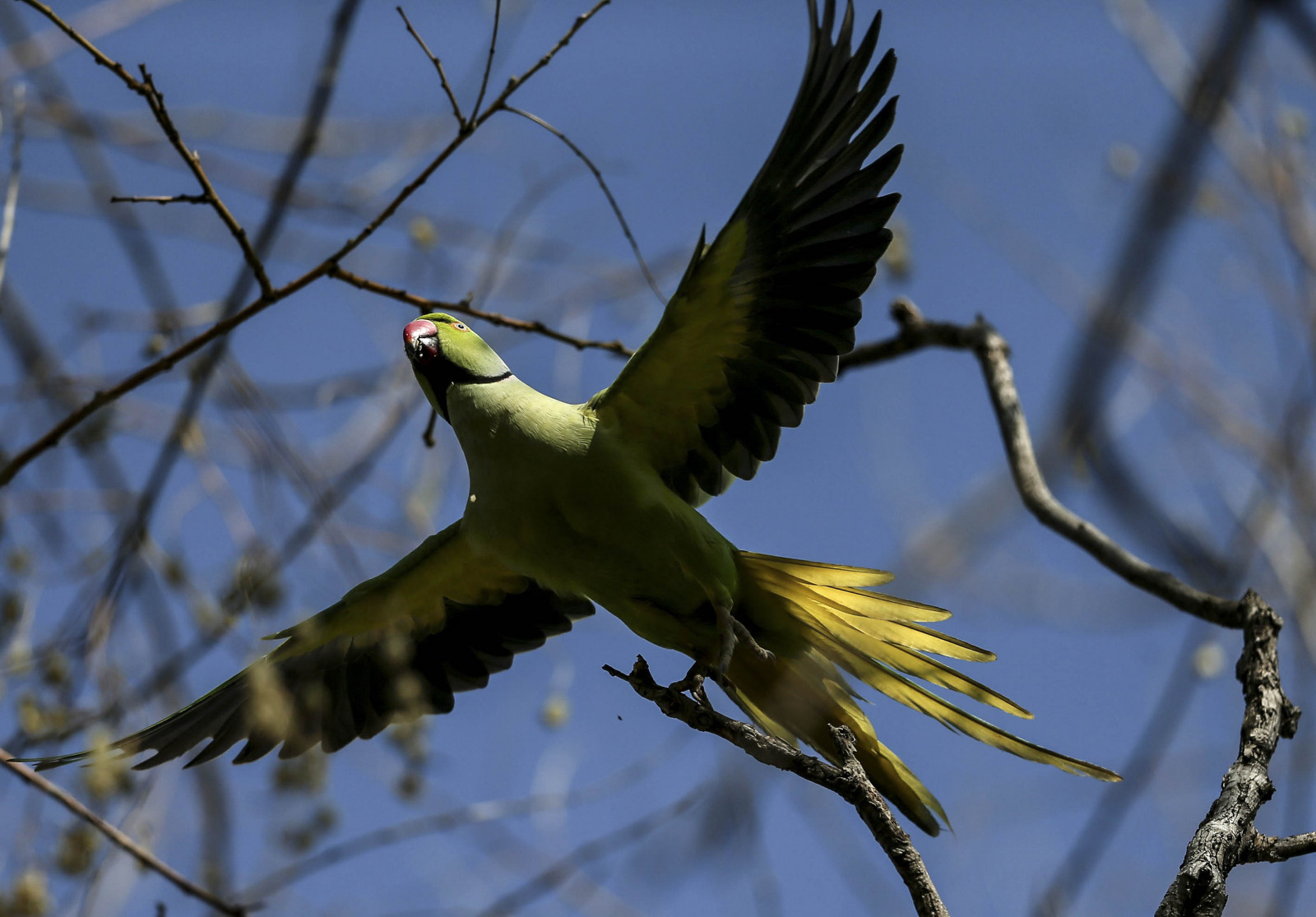 Birds Without Borders: Rose-ringed parakeet, the vehicle of Kamdev and Rati  | Ahmedabad News - The Indian Express