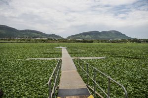 A 50-year seed bank and tiny hoppers: Hartbeespoort’s water hyacinth battle