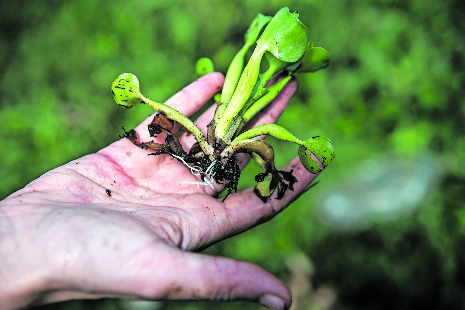 Invasive water hyacinth explodes on Hartbeespoort Dam The Mail & Guardian