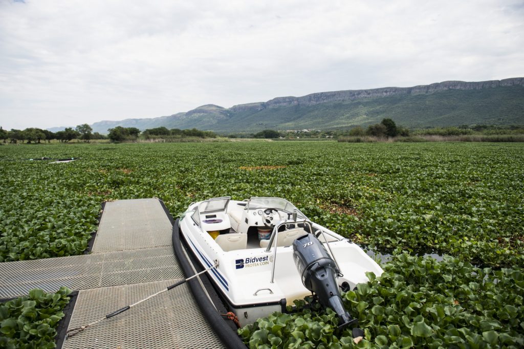 Invasive water hyacinth explodes on Hartbeespoort Dam