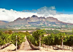 Index shows upbeat sentiment on South Africa’s agricultural sector
