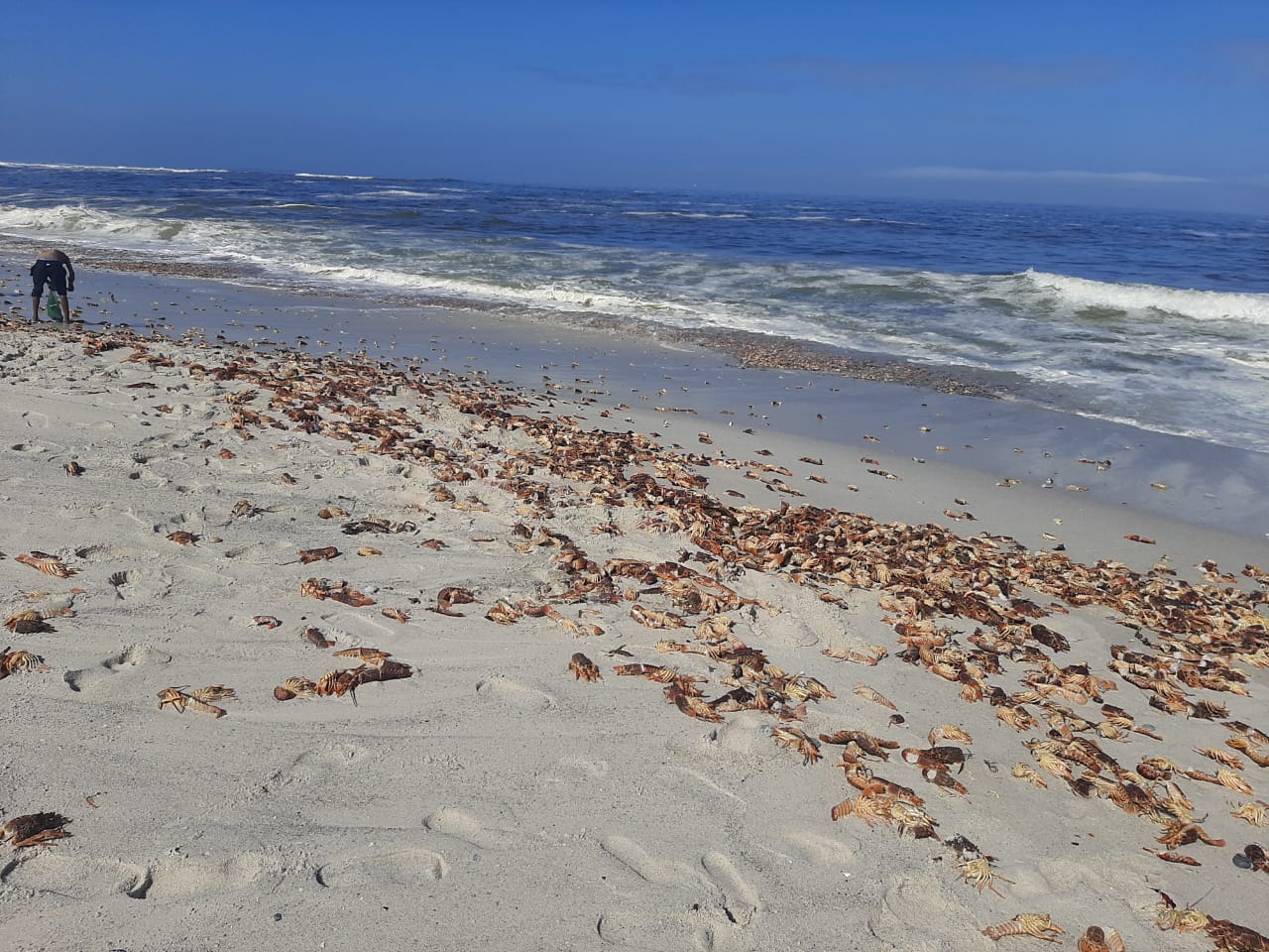 Harmful algal bloom causes five tonnes of West Coast rock lobster to