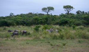 Sub-Sahara’s severe nature losses