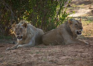 Lions Cross Breeding