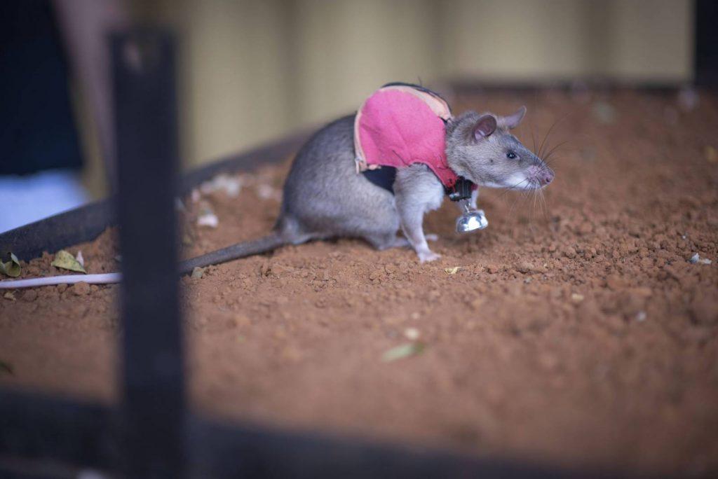 African rats are being used to sniff out wildlife crime