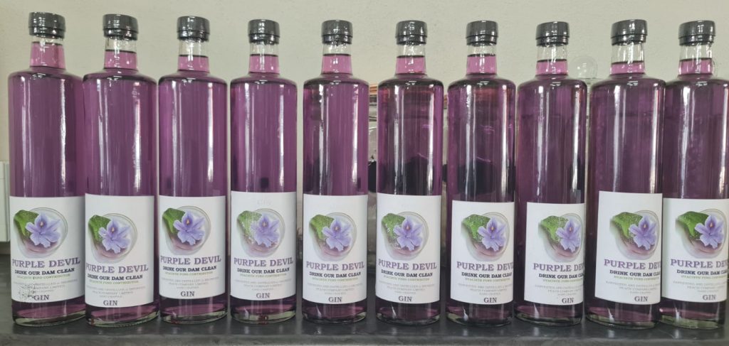 Bottoms up! Gin crafted from invasive water hyacinth plaguing Bronkhorstspruit Dam