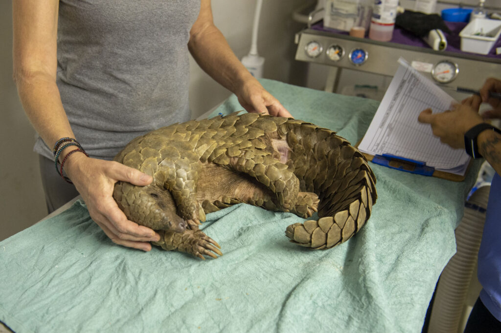 Pangolin Vet