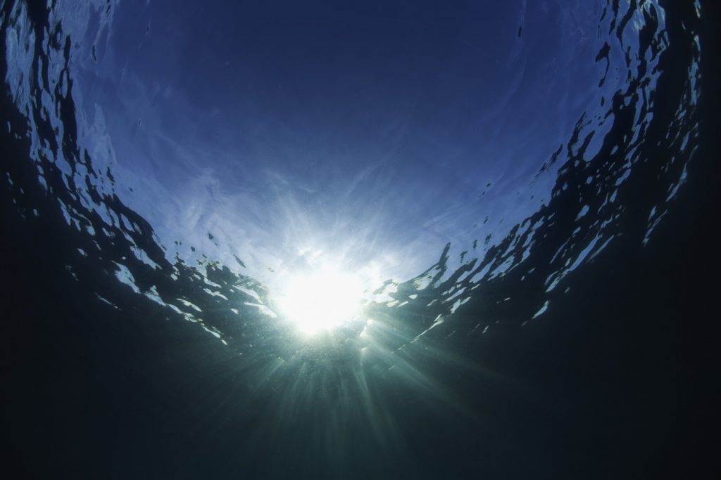 Health with heart: Reflections on the intelligence of biomimicry