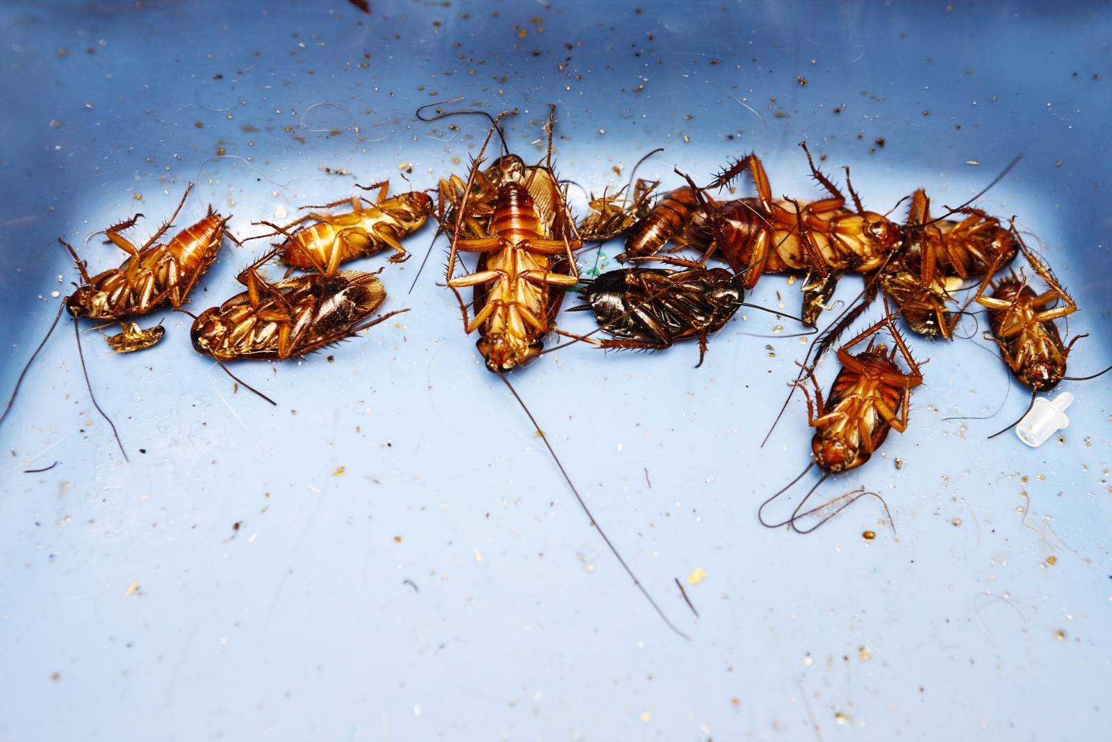 SA facing plague of cockroaches, says pesticides group