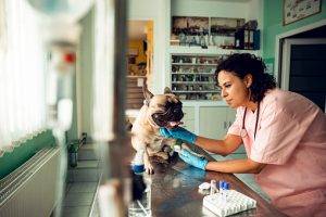 Close Up Of A Vet Having A Check Up On A Dog
