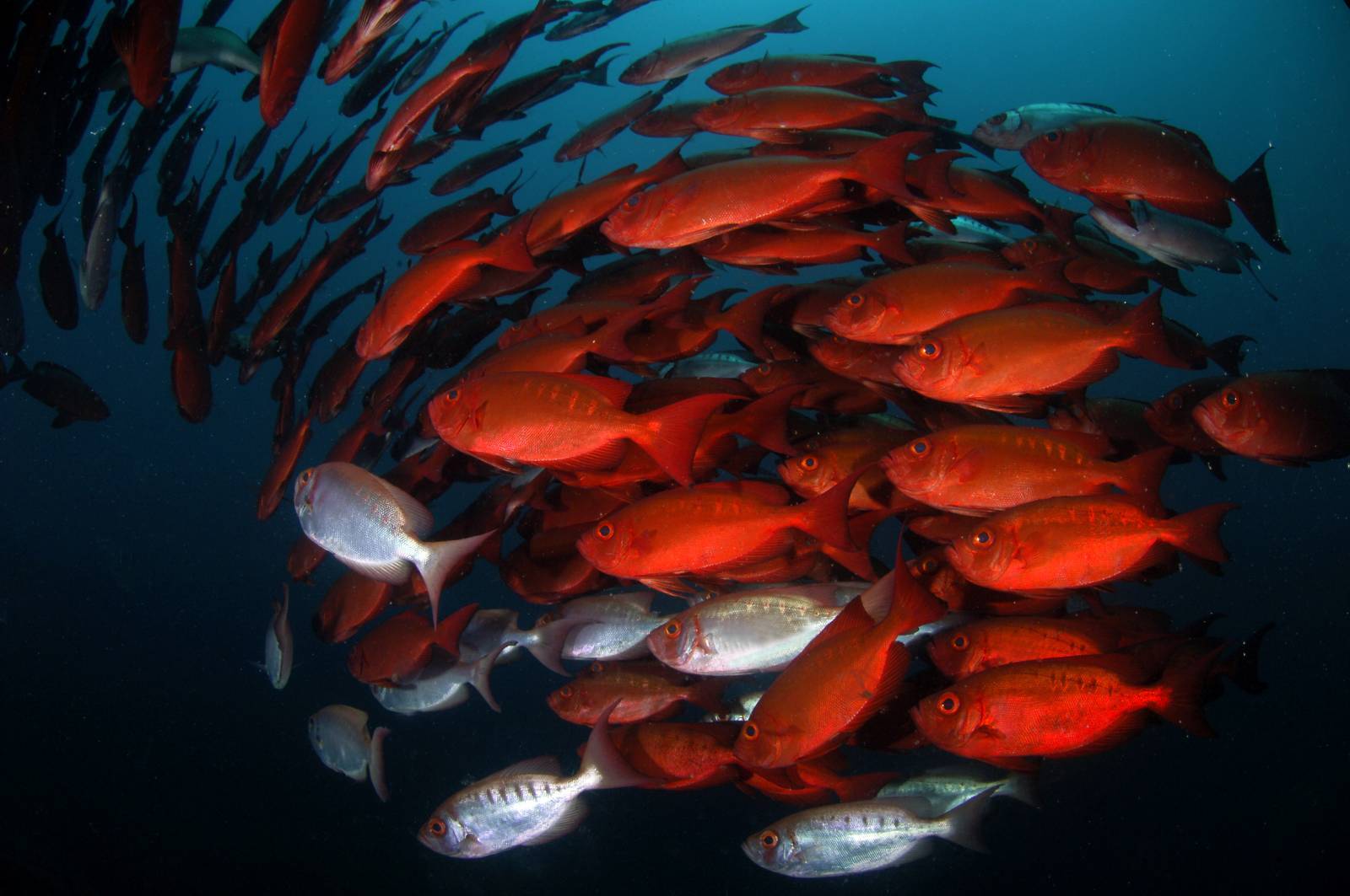 Vodacom SA and WWF recommit to ocean conservation with global partnership
