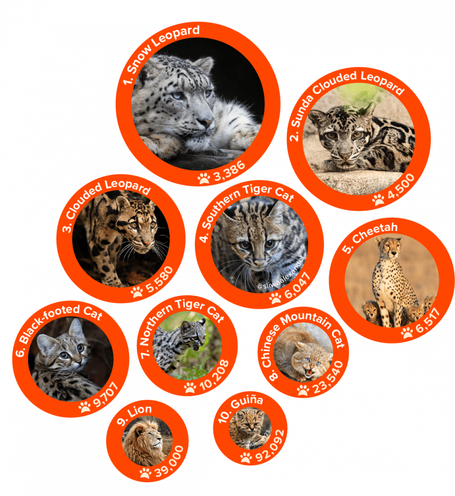 cats_red-list-nations_wild-cats0