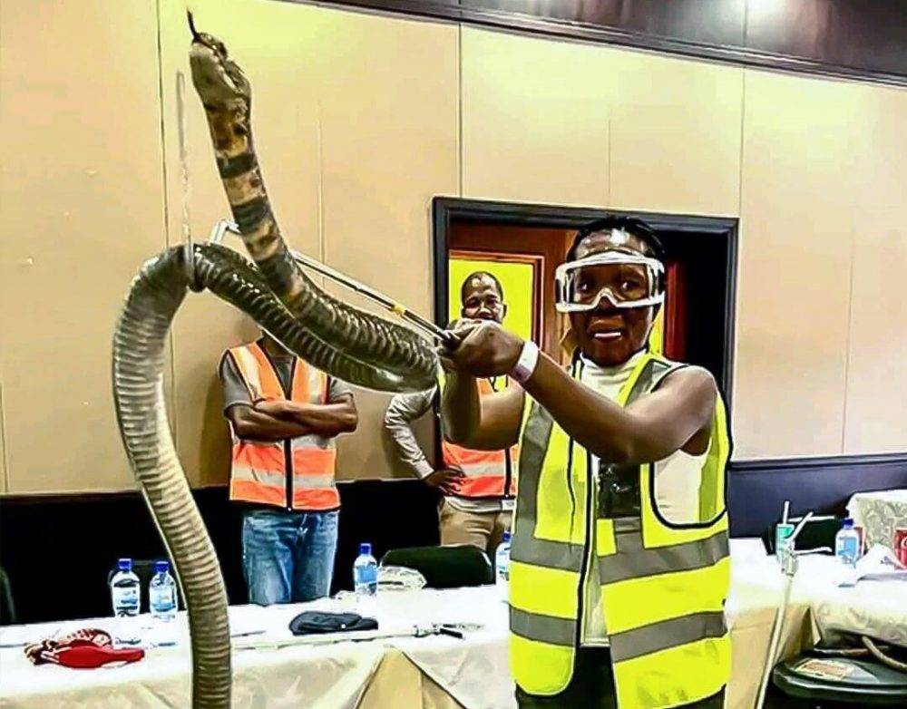 Snake handler comes to the rescue in eSwatini antivenom crisis