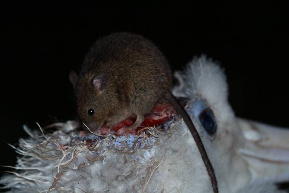 StefanSchoombie_WanderingAlbatross_mouseattack