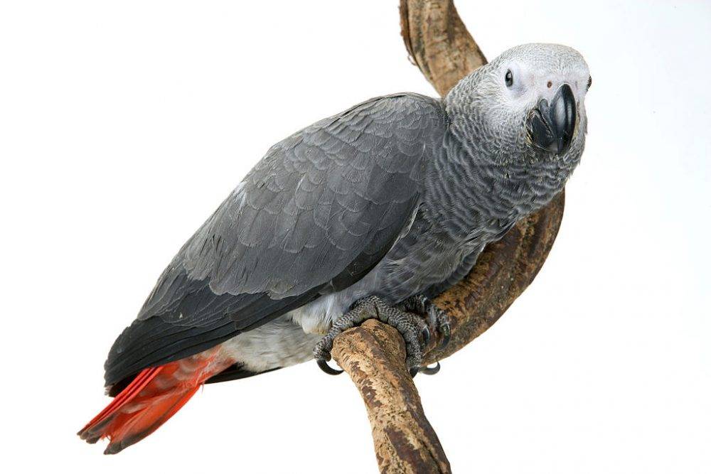 Online sales drive illegal trade in endangered African grey parrots