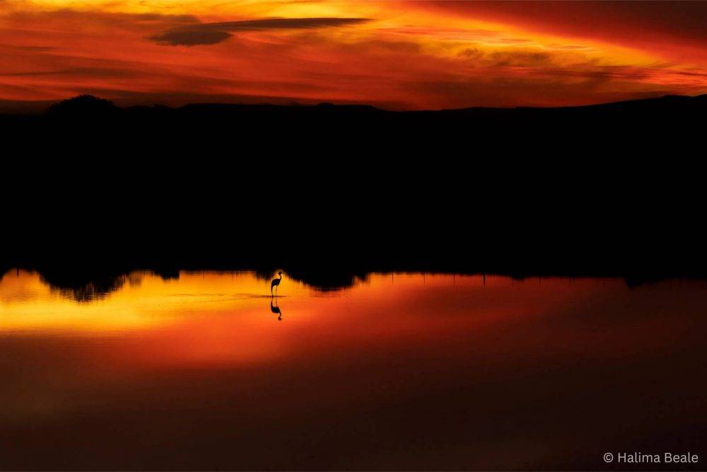 Meet the winners of SA’s premier bird photography competition