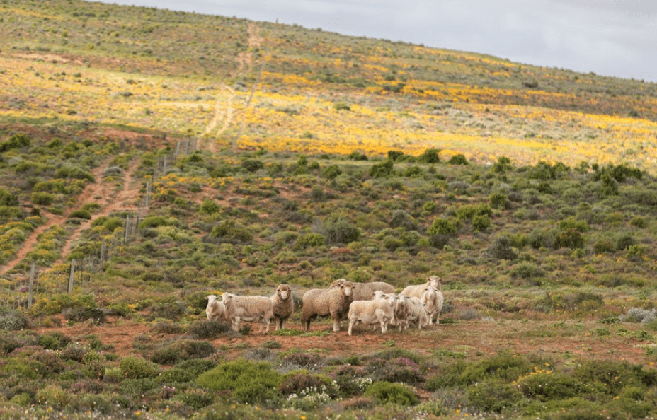Namaqua sheep
