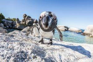 African Penguins On Boulders Beach, Simons Town