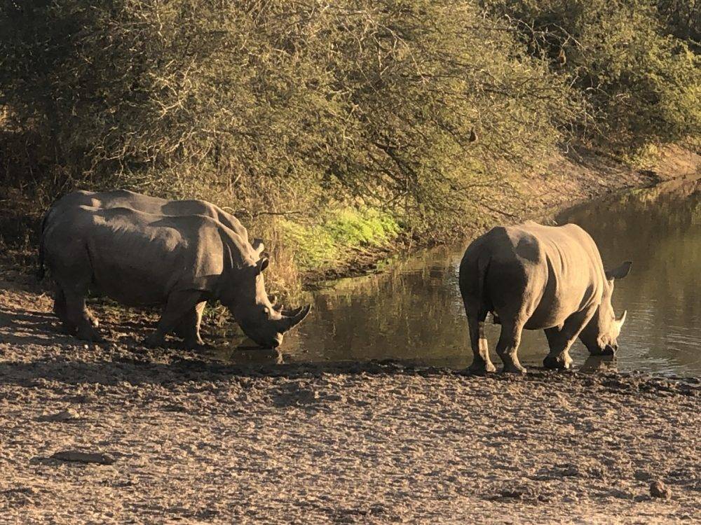 AcrashofRhinotakingacooling-sipatlocalwaterhole (1)