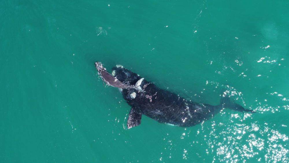 Southern right whales dropped 23% in body weight