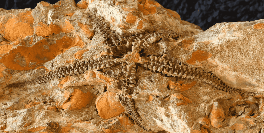 Local researchers exhume oldest brittle stars of Southern Hemisphere