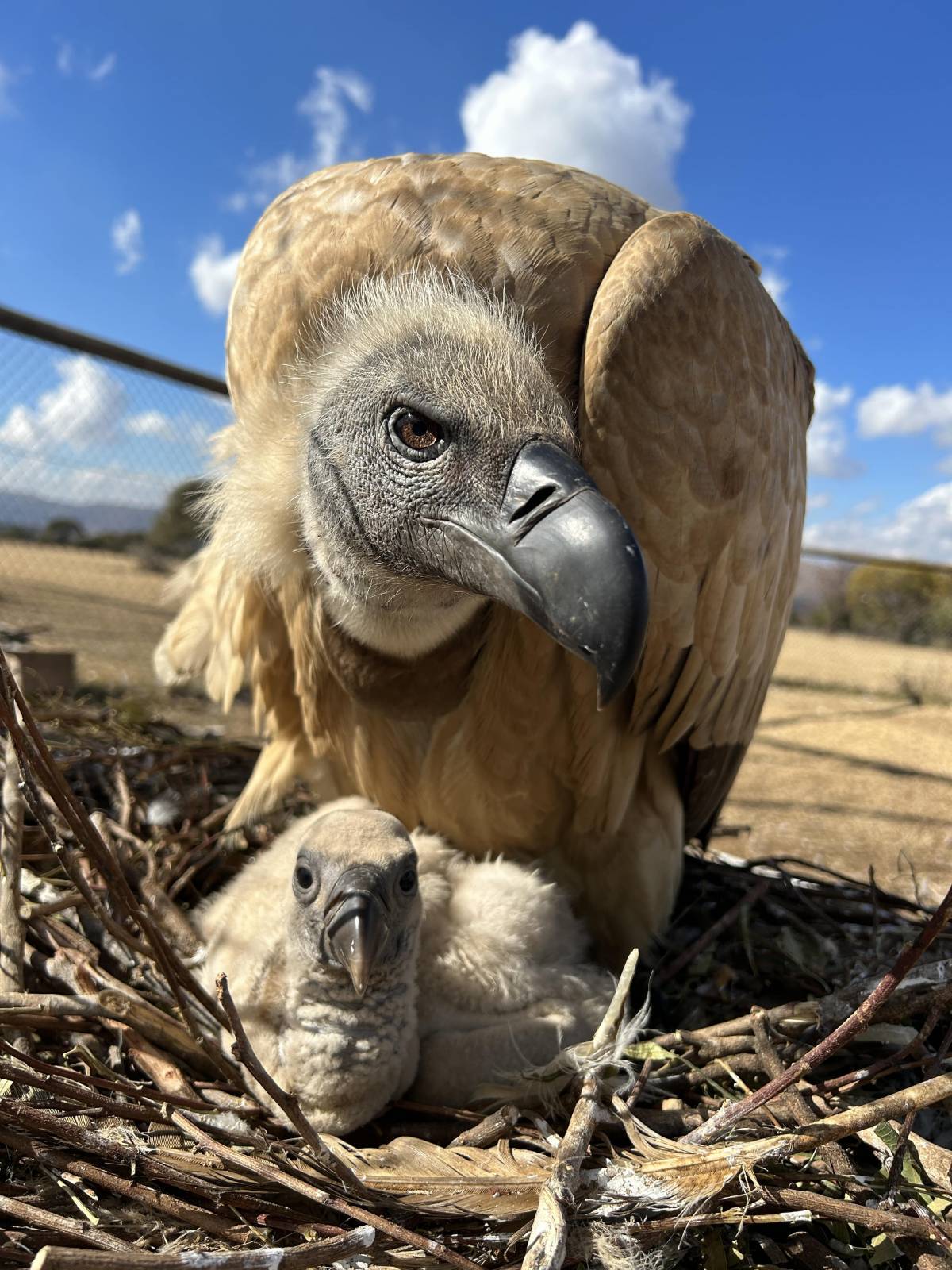 South Africa's largest vulture relocation project hailed as a