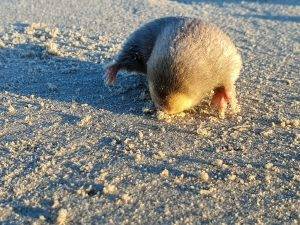 Blind golden mole that swims through the sand rediscovered in SA
