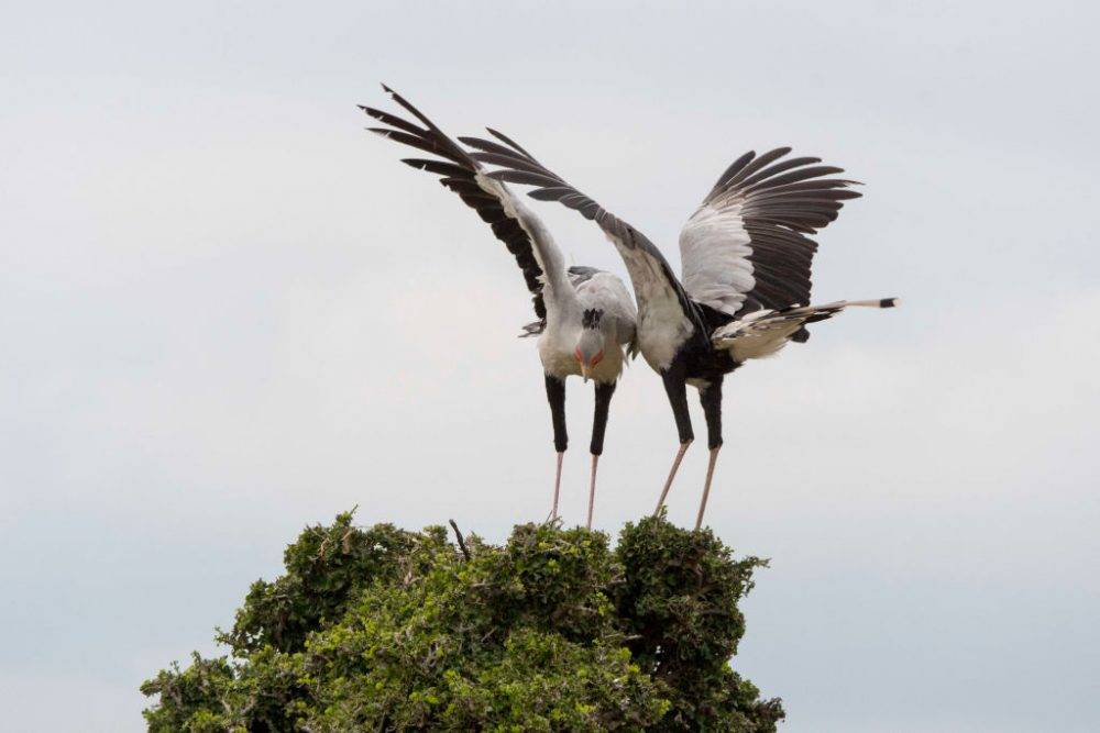 A Secretary Bird (sagittarius Serpentarius) Couple Is