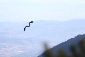 Griffon Vulture Released After Treatment Into The Nature In Bursa