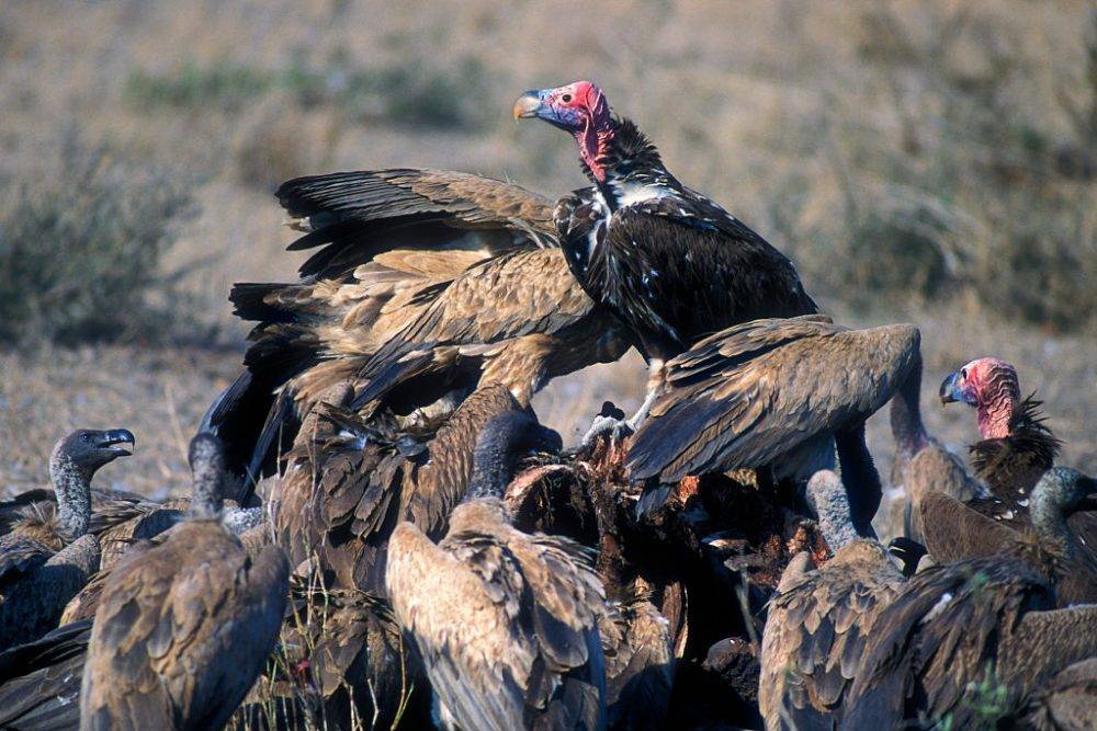 African White Backed Vultures (gyps Africanus) And Lappet Faced Vulture