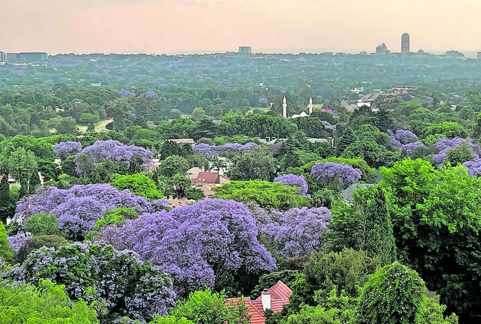 Blue Jacaranda Trees Of Johannesburg