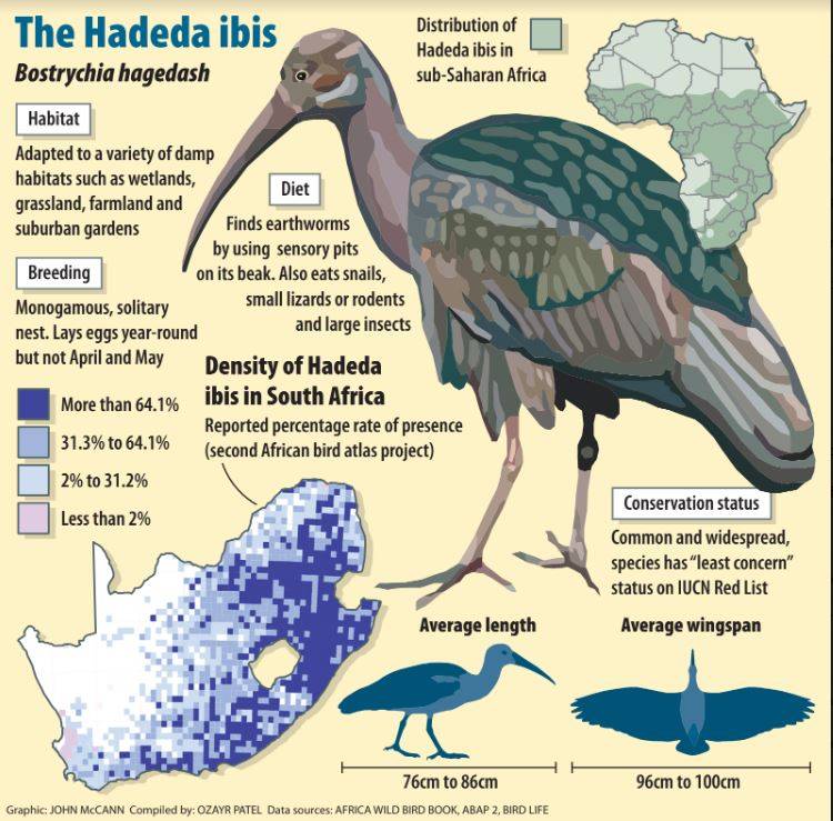 Hadeda Graphic