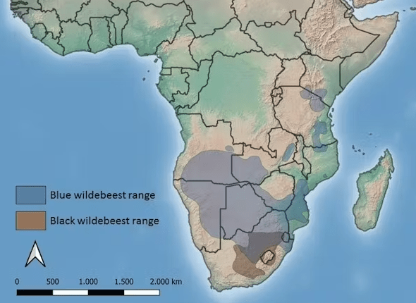 Wildebeest migration 