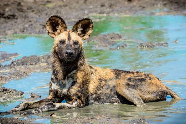 African wild dogs will soon have their own sperm bank