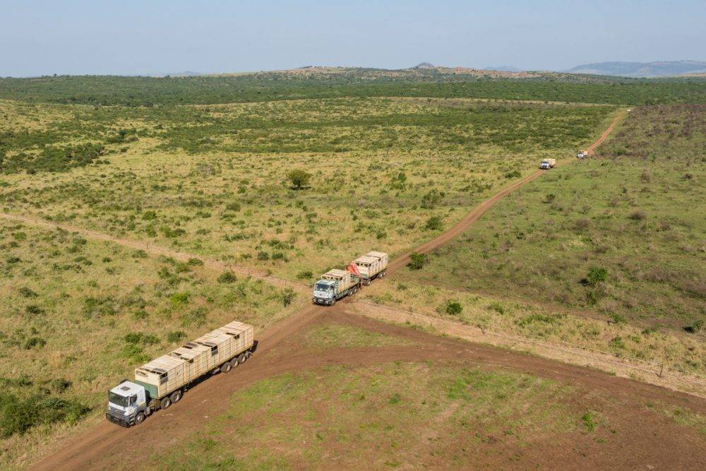 1. Trucks With 40 Rhinos In Crates Arriving At The Munywana Conservancy Marcus Westberg