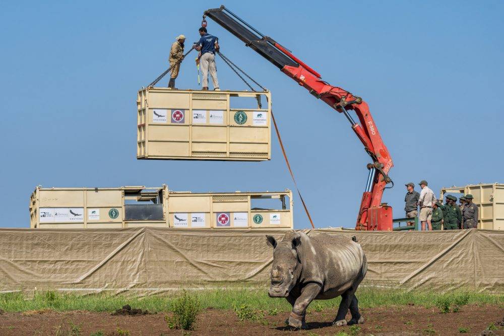 40 dehorned rhinos relocated in bid to ‘rewild’ captive-bred animals