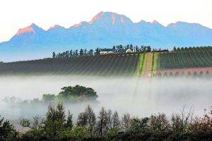 Vineyards And Mountains. In The Morning Fog. Near Stellenbosch Winelands. Western Cape. South Africa