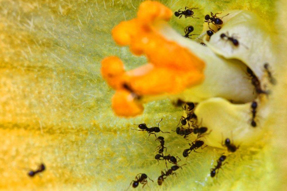 Ants In A Squash Flower