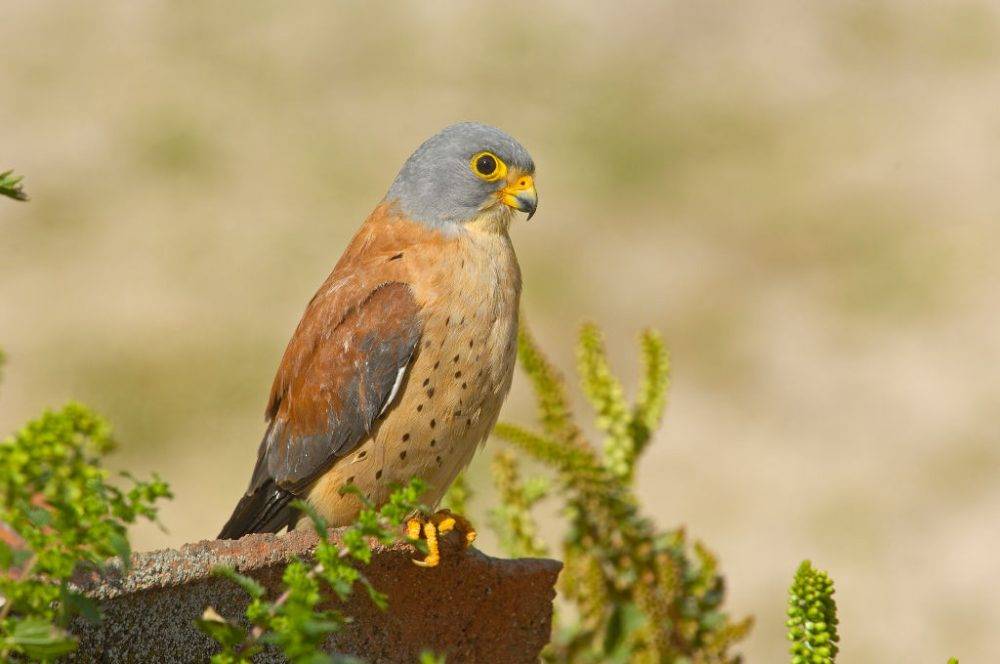 Insect decline threatens migratory bird