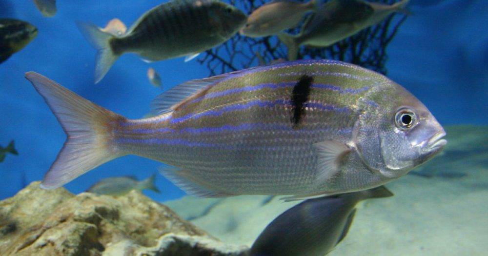 Beautiful seventy-four fish is a story of hope for marine conservation in South Africa