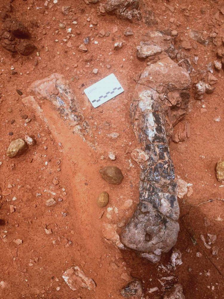 New dinosaur species discovered in Zimbabwe